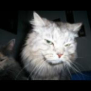 Meet your Posher, Terri